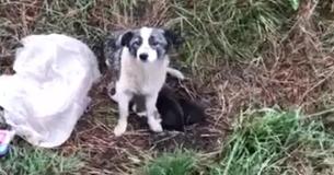 Heroes Rescue Dog With Her Puppies Left Abandoned At Side Of The Road Heroes Rescue Dog With Her Puppies Left Abandoned At Side Of The Road