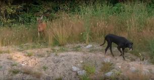 Wild Deer Keeps Visiting Great Dane Friend Despite Having Completely Different Lives Wild Deer Keeps Visiting Great Dane Friend Despite Having Completely Different Lives