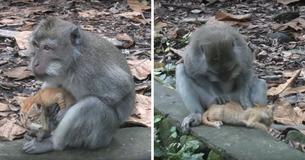 Monkey Takes In And Cares For Kitten As If It's His Baby Monkey Takes In And Cares For Kitten As If It's His Baby