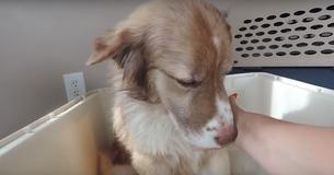 Un timido cucciolo cresciuto in un pessimo luogo viene salvato e accarezzato dai suoi soccorritori Un timido cucciolo cresciuto in un pessimo luogo viene salvato e accarezzato dai suoi soccorritori