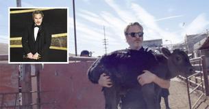 Joaquin Phoenix Rescues Cow And Baby Calf From California Abattoir Joaquin Phoenix Rescues Cow And Baby Calf From California Abattoir