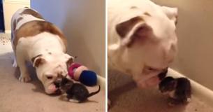 Bulldog Gets Introduced To His New Kitten Sibling For The First Time Bulldog Gets Introduced To His New Kitten Sibling For The First Time