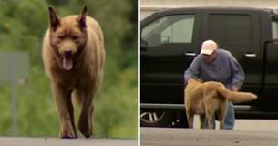 Dog Walks 4 Miles Every Day To Say Hello To Everyone In Town Dog Walks 4 Miles Every Day To Say Hello To Everyone In Town