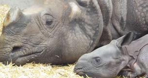 The First One-Horned Rhino Is Born In Denver Zoo And She Likes To Nap The First One-Horned Rhino Is Born In Denver Zoo And She Likes To Nap