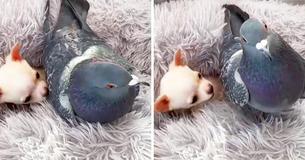 A Bird Who Can’t Fly Met A Puppy Who Can’t Walk, And They’ve Become Best Friends Forever A Bird Who Can’t Fly Met A Puppy Who Can’t Walk, And They’ve Become Best Friends Forever