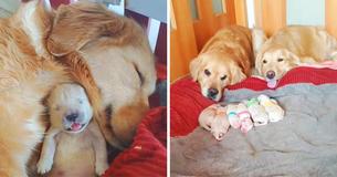 Golden Retrievers Watch Lovingly Upon Their Newborn Puppies Golden Retrievers Watch Lovingly Upon Their Newborn Puppies