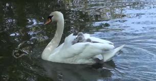 Mother Swan Protectively Ferries Her Eight Babies Under Her Wing While Swimming Mother Swan Protectively Ferries Her Eight Babies Under Her Wing While Swimming
