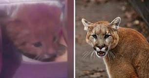 Woman In Argentina Looks After Abandoned Kitten For Months Only To Find Out He's A Wild Puma Woman In Argentina Looks After Abandoned Kitten For Months Only To Find Out He's A Wild Puma