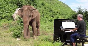 Elephant In Thailand Who Was Once In Logging Captivity Feels At Peace When She Hears Piano Playing Elephant In Thailand Who Was Once In Logging Captivity Feels At Peace When She Hears Piano Playing
