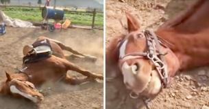 Horse Pretends To Be Dead To Prevent Being Ridden Horse Pretends To Be Dead To Prevent Being Ridden
