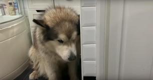 Malamute de 45 quilos se esconde dos donos para se tentar se livrar do banho Malamute de 45 quilos se esconde dos donos para se tentar se livrar do banho