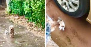 Cachorrinha bondosa resgata gatinha desabrigada em forte chuva e a leva de volta pra casa Cachorrinha bondosa resgata gatinha desabrigada em forte chuva e a leva de volta pra casa