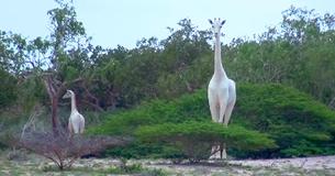 Única girafa branca fêmea e seu filhote são assassinadas por caçadores em santuário no Quênia Única girafa branca fêmea e seu filhote são assassinadas por caçadores em santuário no Quênia