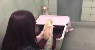 Mamãe cachorrinha abandonada acreditava que nunca mais veria seus cachorrinhos, até que funcionários do abrigo os trouxeram de votla Mamãe cachorrinha abandonada acreditava que nunca mais veria seus cachorrinhos, até que funcionários do abrigo os trouxeram de votla