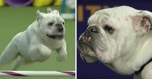 Rudy, un Bulldog potelé, vole les cœurs à un salon canin grâce à ses performances d'agilité Rudy, un Bulldog potelé, vole les cœurs à un salon canin grâce à ses performances d'agilité