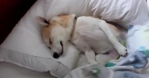 Cadelinha esperta se finge de morta para não ter que levantar e ir ao veterinário Cadelinha esperta se finge de morta para não ter que levantar e ir ao veterinário