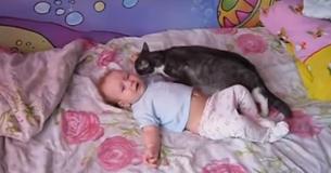 Gato ouve bebê chorando e corre para acalmá-lo, deitando-se ao seu lado, miando e ronronando baixinho Gato ouve bebê chorando e corre para acalmá-lo, deitando-se ao seu lado, miando e ronronando baixinho