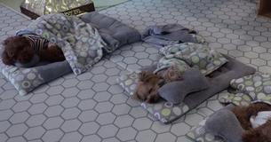 Foto de filhotinhos dormindo em creche de cachorros chama a atenção de internautas Foto de filhotinhos dormindo em creche de cachorros chama a atenção de internautas