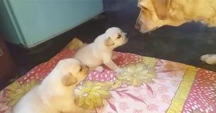 Briga de cachorrinhos, e intervenção de mamãe conquista corações Briga de cachorrinhos, e intervenção de mamãe conquista corações