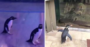 Les pingouins sont autorisés à se promener dans l'aquarium après sa fermeture au public Les pingouins sont autorisés à se promener dans l'aquarium après sa fermeture au public