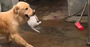 Cachorro da raça golden retriever adota um gatinho órfão e o carrega para todo lugar Cachorro da raça golden retriever adota um gatinho órfão e o carrega para todo lugar