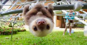Au Costa Rica, des bébés paresseux ont partagé une adorable conversation tout en grimpant aux arbres Au Costa Rica, des bébés paresseux ont partagé une adorable conversation tout en grimpant aux arbres