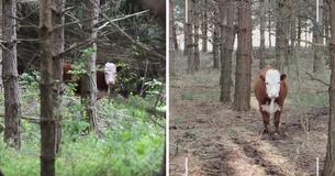 Une famille de cerfs adopte un veau dans la forêt après son échappement de l'abattoir Une famille de cerfs adopte un veau dans la forêt après son échappement de l'abattoir