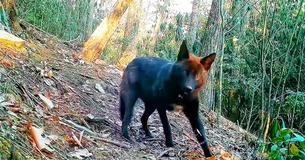 Un homme de Caroline du Nord installe une caméra dans son jardin et enregistre l'un des animaux les plus rares d'Amérique par pure chance Un homme de Caroline du Nord installe une caméra dans son jardin et enregistre l'un des animaux les plus rares d'Amérique par pure chance