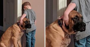 Cachorro faz companhia ao seu Cachorro faz companhia ao seu