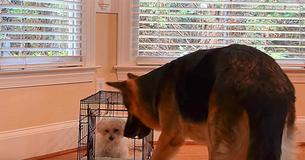 Une mère filme un chiot maltais qui se fait aider à s'échapper d'un chenil Une mère filme un chiot maltais qui se fait aider à s'échapper d'un chenil