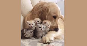 Un Golden Retriever joue les anges gardiens pour de jeunes chatons Un Golden Retriever joue les anges gardiens pour de jeunes chatons