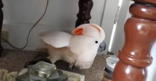 Un cacatua fa i capricci dopo che il proprietario gli dice che deve andare dal veterinario Un cacatua fa i capricci dopo che il proprietario gli dice che deve andare dal veterinario