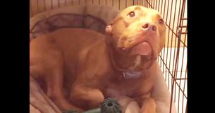 Il papà canta la ninnananna al cucciolo di pitbull ed è ricompensato dalla dolce reazione del suo cane devoto Il papà canta la ninnananna al cucciolo di pitbull ed è ricompensato dalla dolce reazione del suo cane devoto