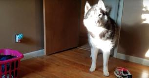 Un husky risponde al rimprovero della proprietaria per una scarpa rubata Un husky risponde al rimprovero della proprietaria per una scarpa rubata