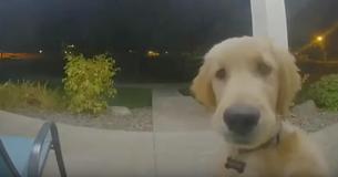 Dopo essere scappato, un cane suona il campanello per ritornare a casa propria Dopo essere scappato, un cane suona il campanello per ritornare a casa propria