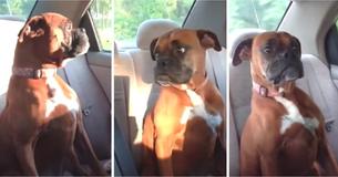 Une boxer Une boxer