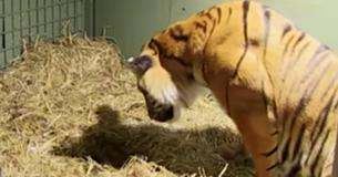 Una tigre di Sumatra partorisce un cucciolo apparentemente senza vita, ma i suoi istinti materni entrano in azione Una tigre di Sumatra partorisce un cucciolo apparentemente senza vita, ma i suoi istinti materni entrano in azione