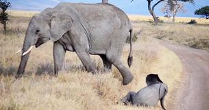 Un bébé éléphant entrain de marcher avec son troupeau fini par faire une crise de colère au milieu de la route Un bébé éléphant entrain de marcher avec son troupeau fini par faire une crise de colère au milieu de la route