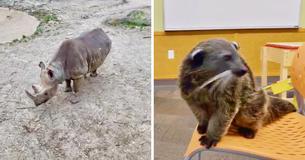 The Cincinnati Zoo Is Putting Its Animals Online Each Weekday For Viewers At Home The Cincinnati Zoo Is Putting Its Animals Online Each Weekday For Viewers At Home