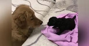 Golden Retriever Dog Is Excited To Meet His New Baby Sister Golden Retriever Dog Is Excited To Meet His New Baby Sister