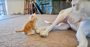 Pit Bull Meets Tiny Kitten For The First Time Pit Bull Meets Tiny Kitten For The First Time