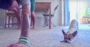 A Dog Practiced Yoga In Italian With His Owner And Perfectly Followed Along A Dog Practiced Yoga In Italian With His Owner And Perfectly Followed Along