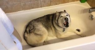 Husky Demands Owner Give Him Bath And Throws Cute Tantrum When She Says No To His Request Husky Demands Owner Give Him Bath And Throws Cute Tantrum When She Says No To His Request
