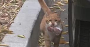 Une chatte errante transporte de la nourriture dans un sac pour nourrir son chaton Une chatte errante transporte de la nourriture dans un sac pour nourrir son chaton