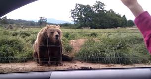 Mulher recebe uma hilária resposta de enorme urso quando ela acena para ele de seu carro em fazenda de animais Mulher recebe uma hilária resposta de enorme urso quando ela acena para ele de seu carro em fazenda de animais