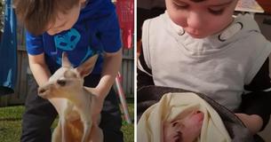 Bashful Boy Opens Up When He Meets Rescue Kangaroo In Need Of Care Bashful Boy Opens Up When He Meets Rescue Kangaroo In Need Of Care