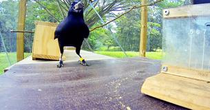 Crow Looks At Stick And Within Eight Moves Has Observers Of Its Results In Disbelief Crow Looks At Stick And Within Eight Moves Has Observers Of Its Results In Disbelief