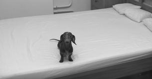 Un cucciolo di bassotto di nome Pepper si scatena sul letto dei suoi proprietari per la prima volta Un cucciolo di bassotto di nome Pepper si scatena sul letto dei suoi proprietari per la prima volta