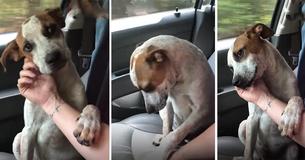 Um cachorro faz um agradecimento emocionante depois de ser adotado e faz a nova dona chorar na volta do abrigo Um cachorro faz um agradecimento emocionante depois de ser adotado e faz a nova dona chorar na volta do abrigo