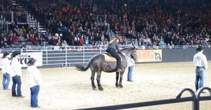 Line Dancing Horse Hears His Favorite Song And Leaves Everyone In The Crowd In Awe Line Dancing Horse Hears His Favorite Song And Leaves Everyone In The Crowd In Awe